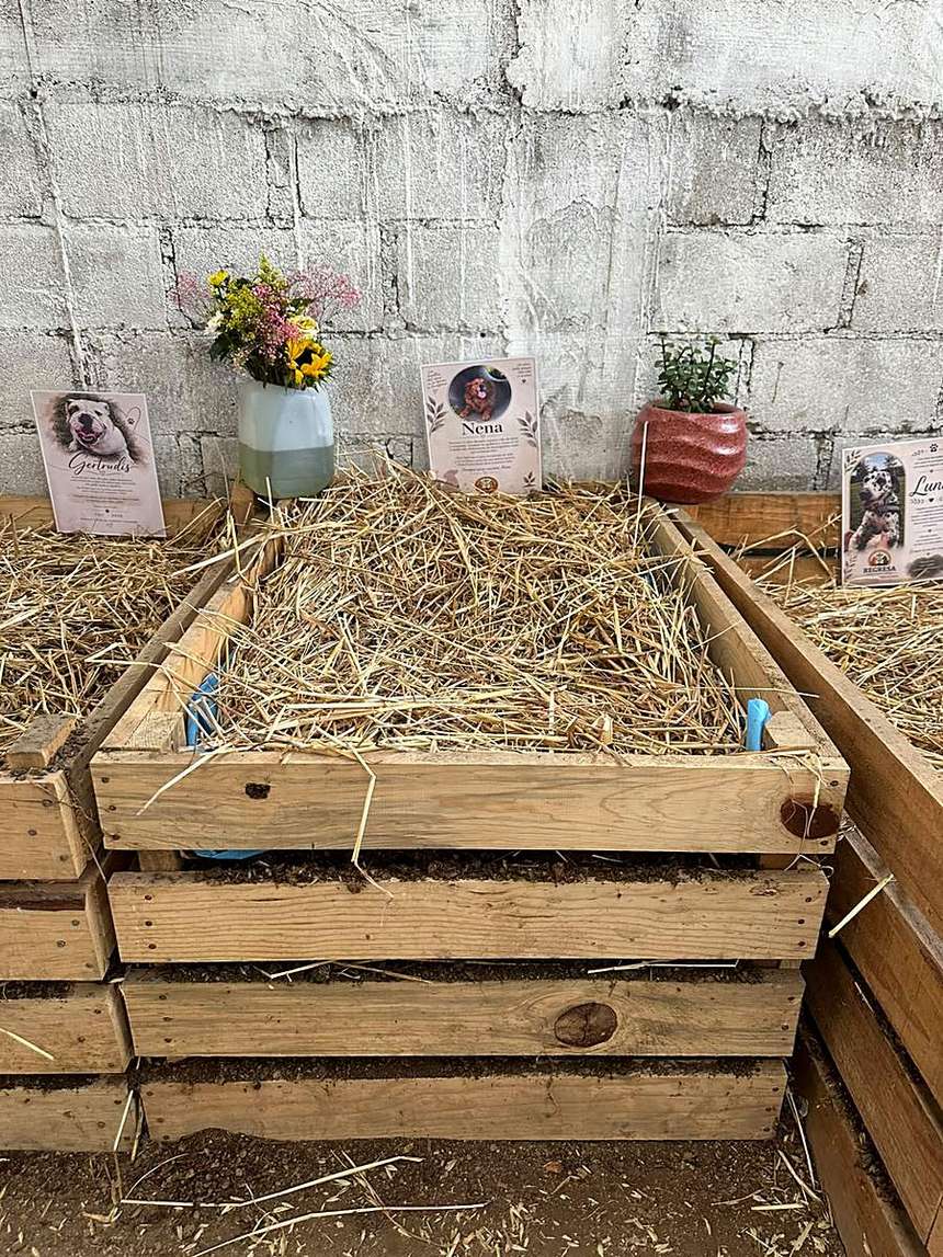 Cama de composta elevada con paja, flores, una planta en maceta y las esquelas de Gertrudis, Nena y Luna en el compostario de Regresa