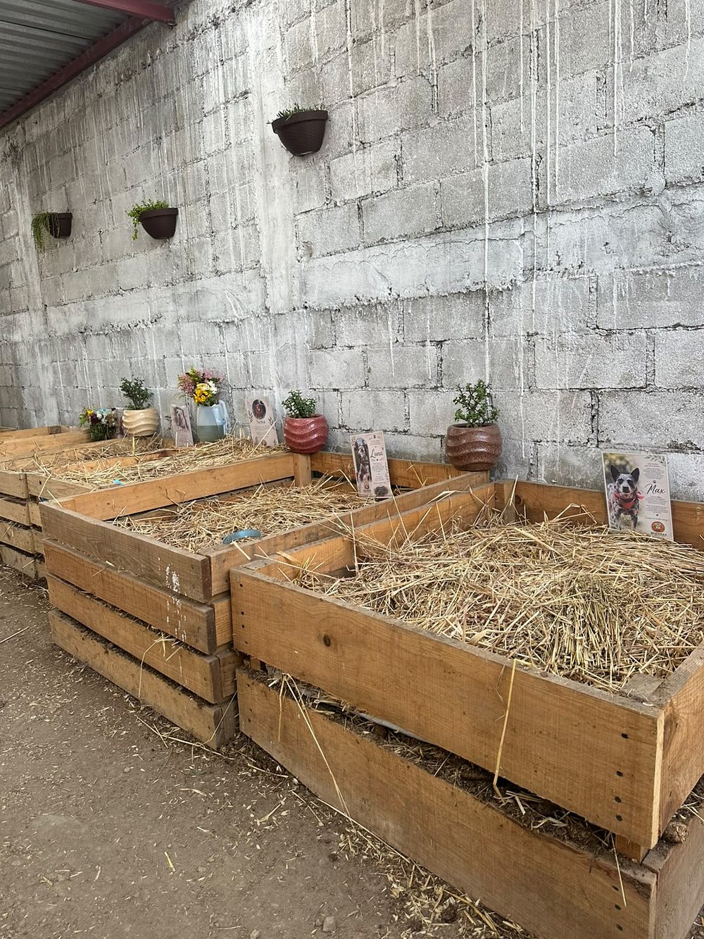Hilera de camas de madera con plantas y tarjetas con fotos de compañeros animales