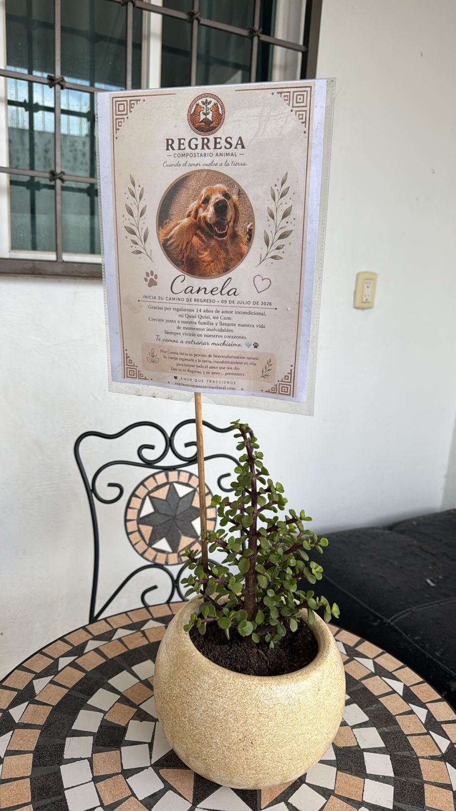 Planta ornamental en una maceta con la esquela de Canela, ya en casa de su familia