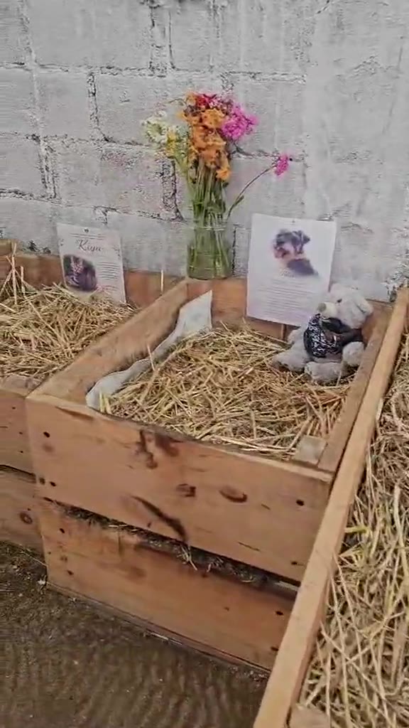 Camas de madera con paja, plantas y fotos de compañeros animales en el compostario
