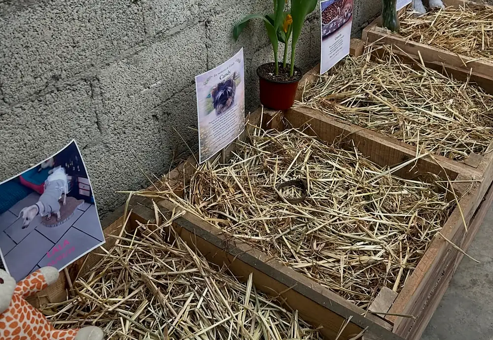 Camas de composta con paja en el compostario, cada una con la fotografía de su compañero, flores y tulipanes que le llevó su familia
