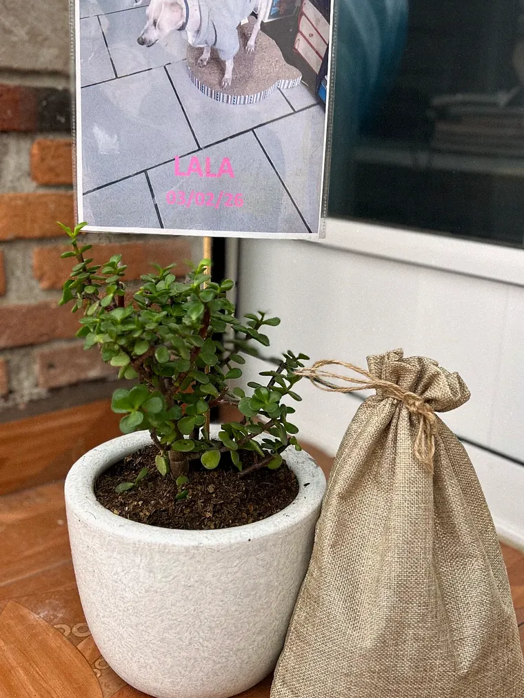 Una planta en maceta blanca y un costalito de yute junto a la ventana, bajo la fotografía de Lala