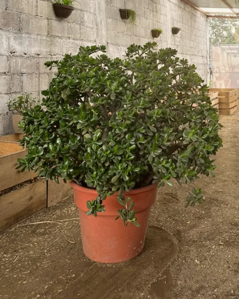 La Madre Guardiana, un árbol de jade grande y frondoso en su maceta naranja, dentro del compostario