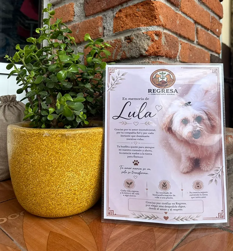 Una planta de jade en una maceta amarilla junto a la esquela En memoria de Lula, con su fotografía, lista para volver a casa