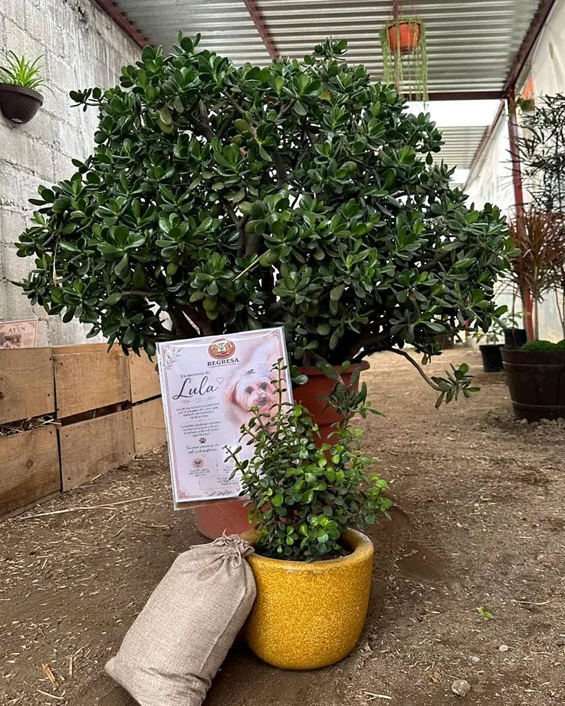 La Madre Guardiana, un árbol de jade grande en maceta naranja dentro del compostario; a sus pies, la plantita de Lula en maceta amarilla, su costalito y su esquela