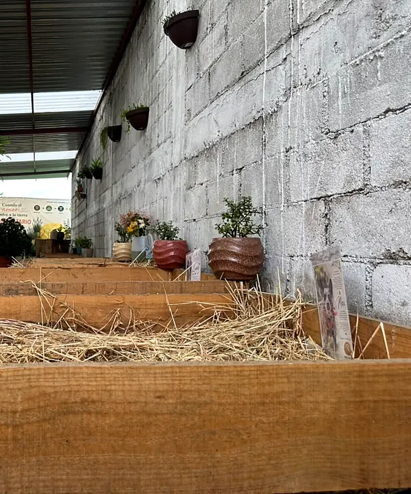 Camas de composta de madera con paja junto al muro del compostario, con plantas y macetas