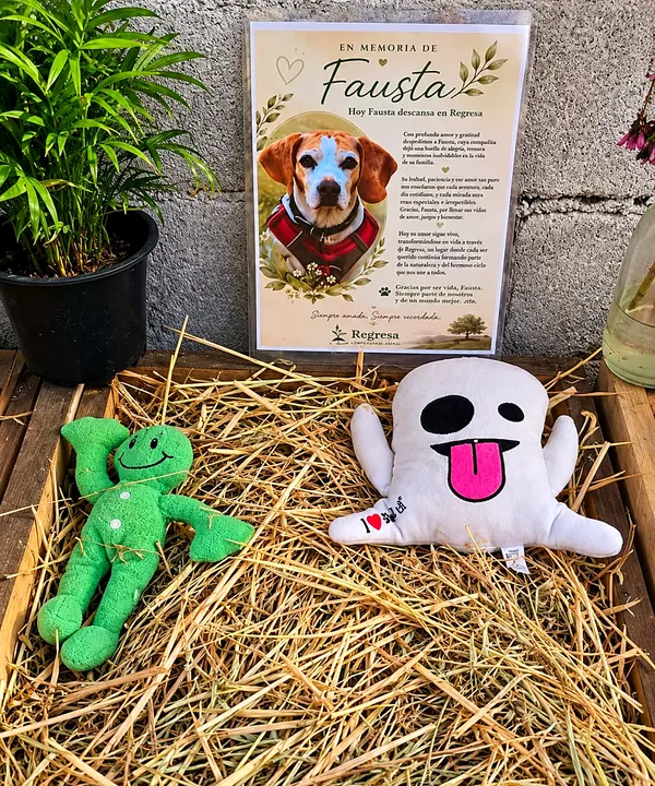 La esquela de Fausta junto a una planta en maceta y sus juguetes sobre la cama de paja