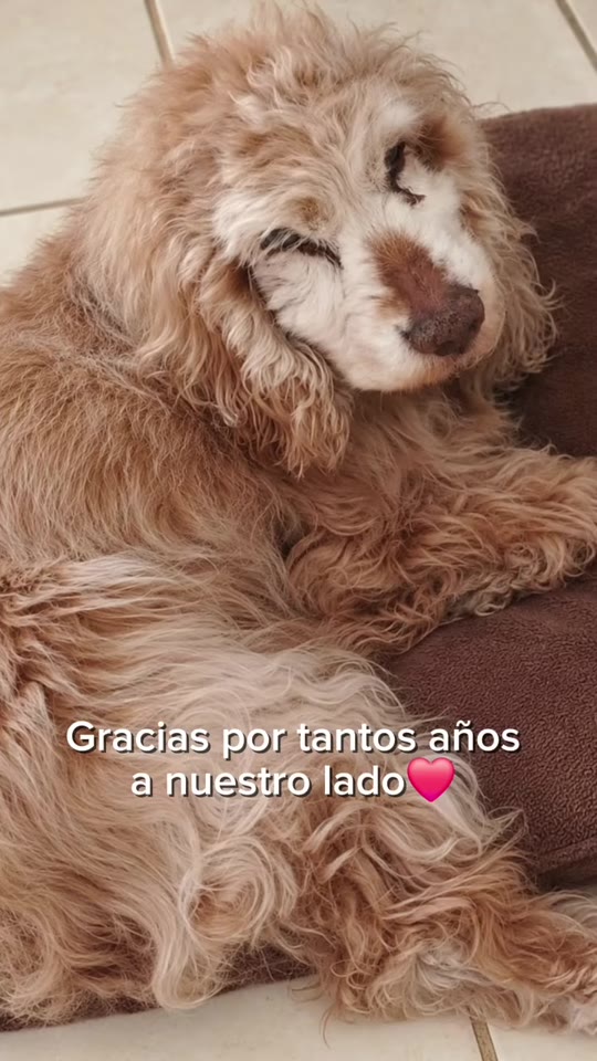 Canela, una cocker de pelo dorado, descansa con los ojos entrecerrados