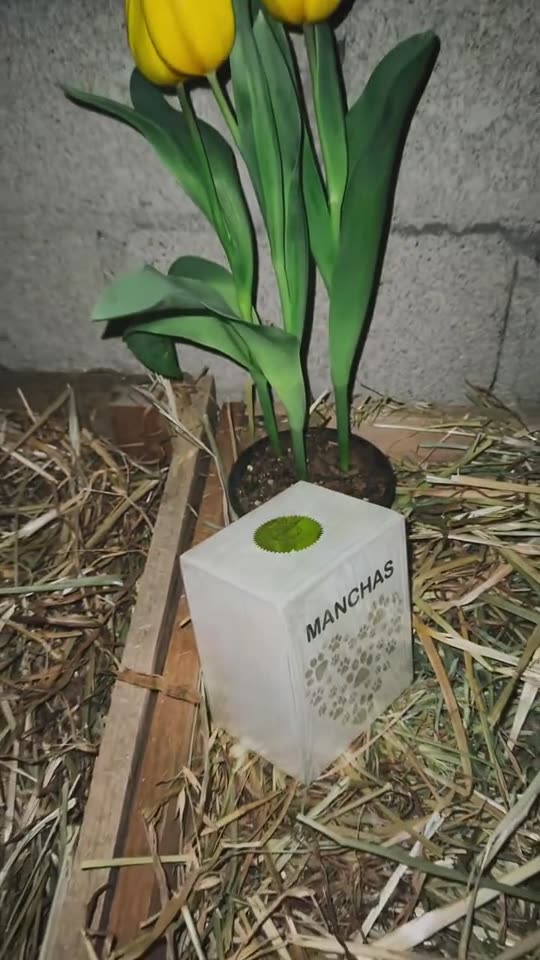 Tulipanes amarillos y una placa con el nombre Manchas sobre una cama de composta con paja
