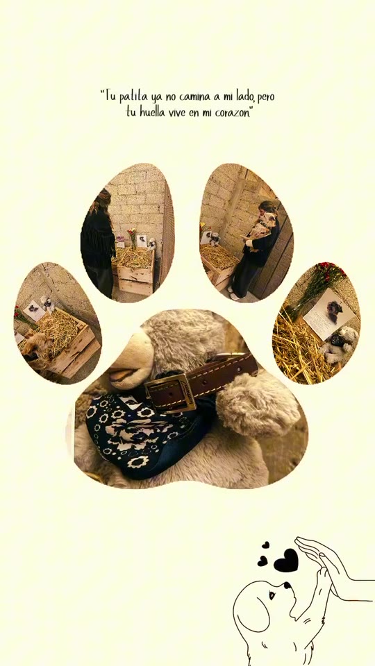 Collage en forma de huellita con fotos de un perrito y su peluche: tu patita ya no camina a mi lado, pero tu huella vive en mi corazón
